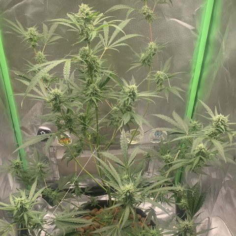 Zombie Kush growlog timeline photo