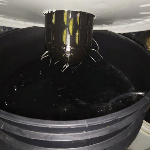Tangie  growlog photo: Activando