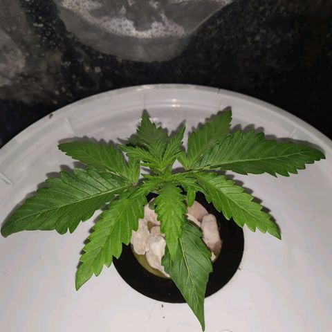 Tangie  growlog photo: Terrible estirón de raíces
