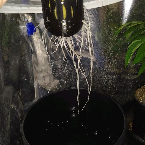 Tangie  growlog photo: Terrible estirón de raíces