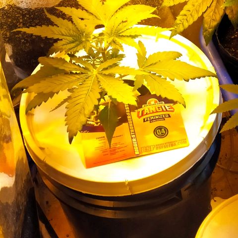 Tangie  growlog photo: Apical