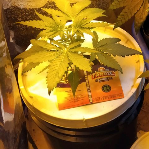 Tangie  growlog photo: Apical