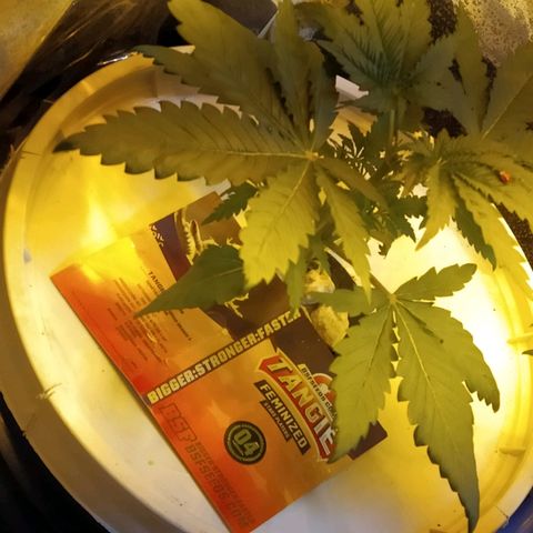 Tangie  growlog photo: Apical