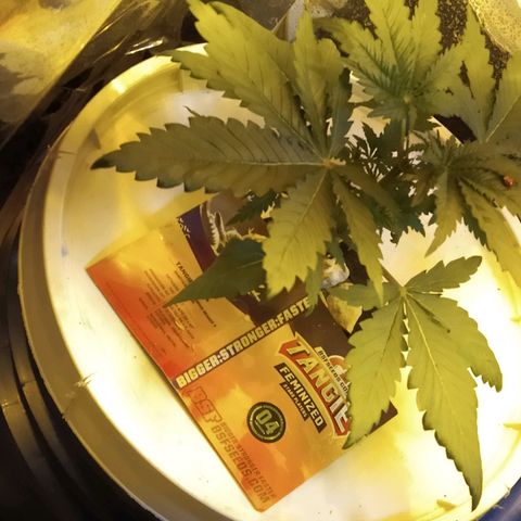Tangie  growlog photo: Apical