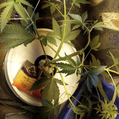 Tangie  growlog timeline photo