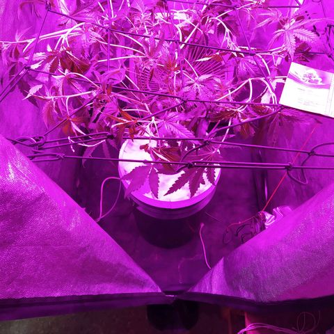 Tangie  growlog photo: Cambio a 12hs