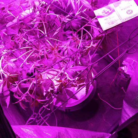 Tangie  growlog photo: Cambio a 12hs