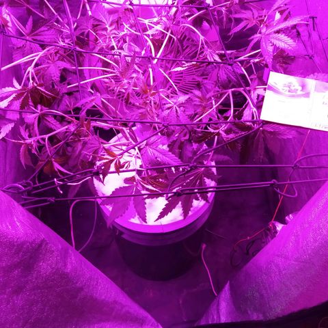 Tangie  growlog photo: Cambio a 12hs