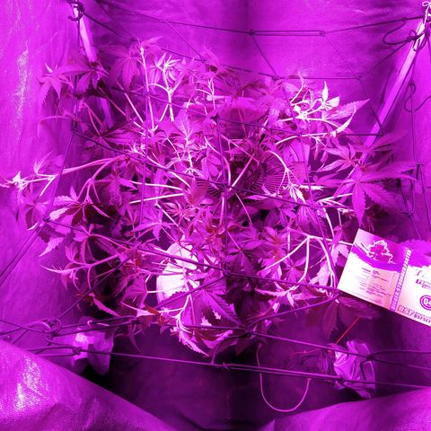 Tangie  growlog photo: Cambio a 12hs