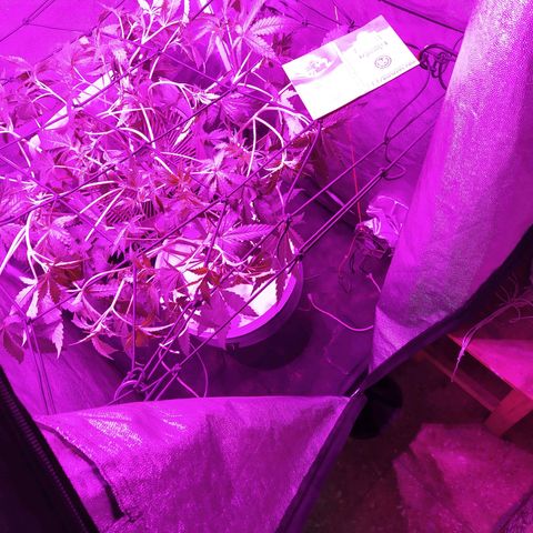 Tangie  growlog photo: Cambio a 12hs