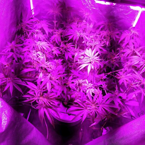 Tangie  growlog photo: Defoleación