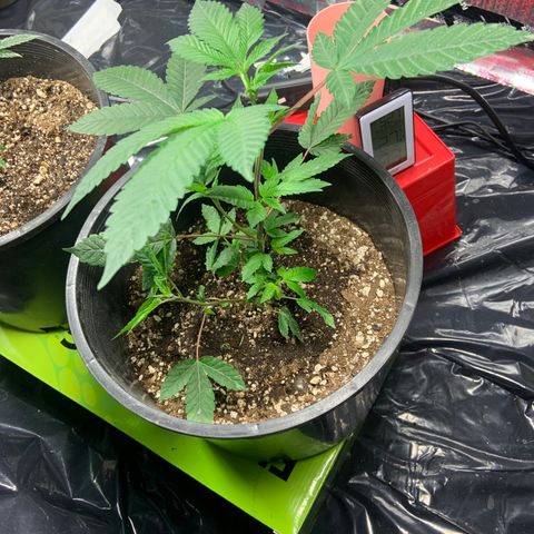 Slurry#2 growlog timeline photo