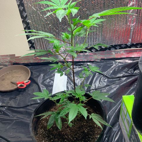 Slurry#2 growlog timeline photo