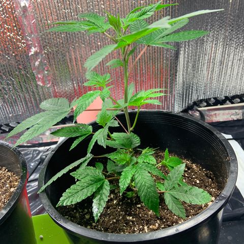 Slurry#2 growlog timeline photo