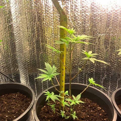 Slurry#2 growlog timeline photo