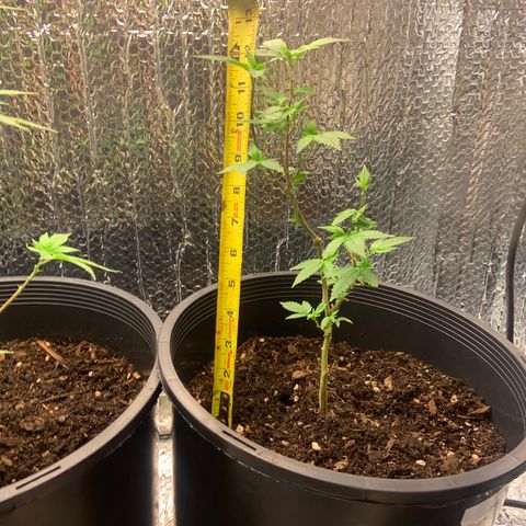 Slurry#2 growlog timeline photo