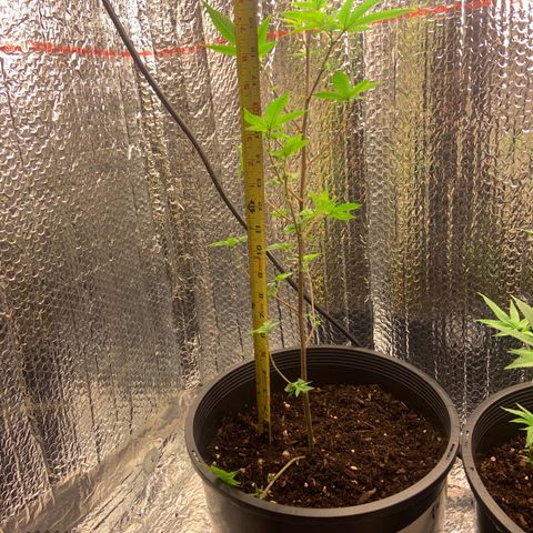 Slurry#2 growlog timeline photo