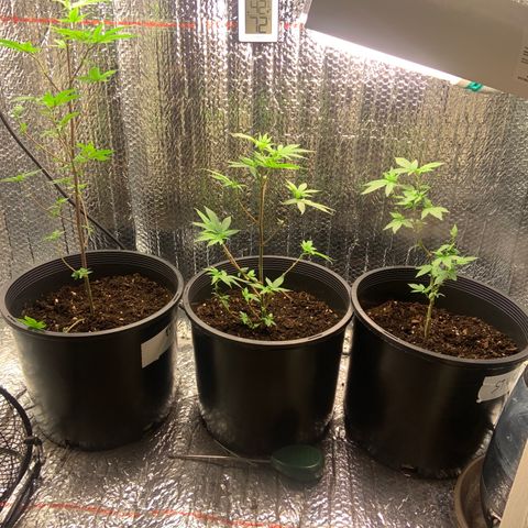 Slurry#2 growlog timeline photo