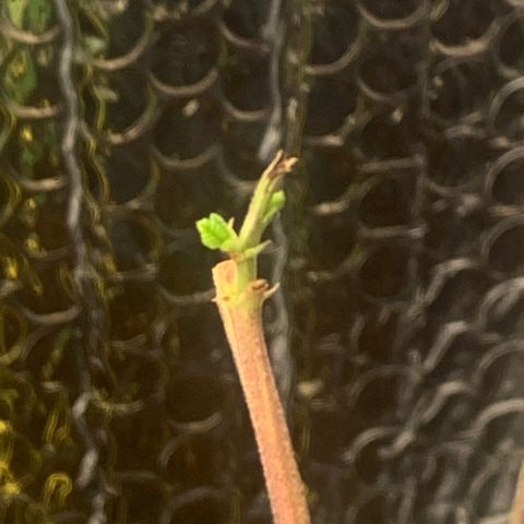 Slurry#2 growlog photo: 7 days into flower cycle 