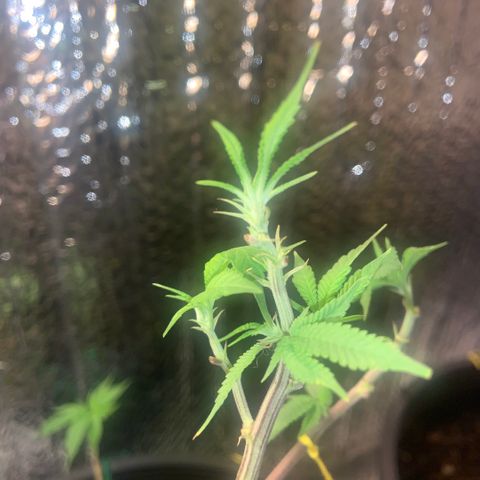 Slurry#2 growlog photo: 7 days into flower cycle 
