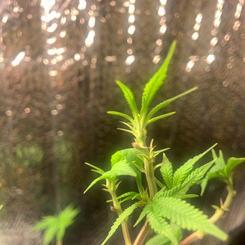 Slurry#2 growlog photo: 7 days into flower cycle 