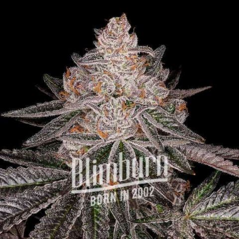 Apple Fritter Blimburn growlog timeline photo