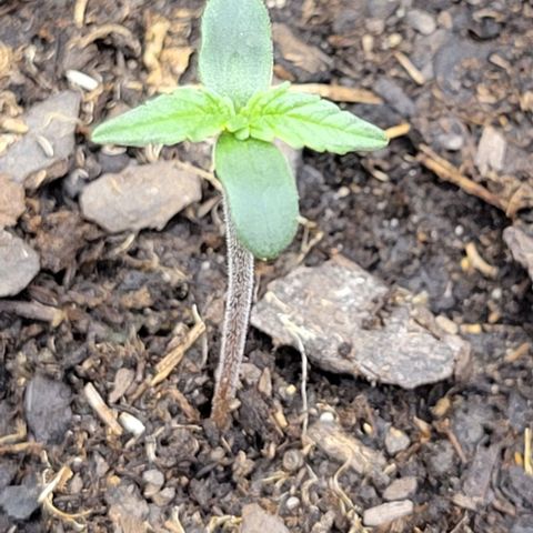 Apple Fritter Blimburn growlog timeline photo