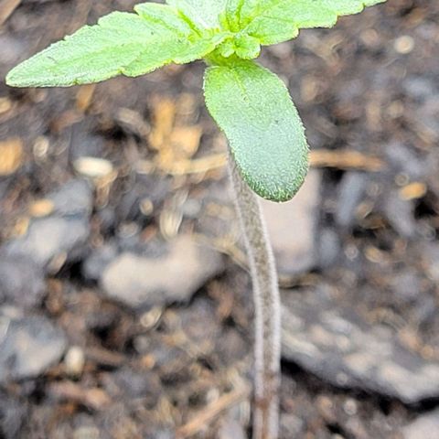 Apple Fritter Blimburn growlog timeline photo
