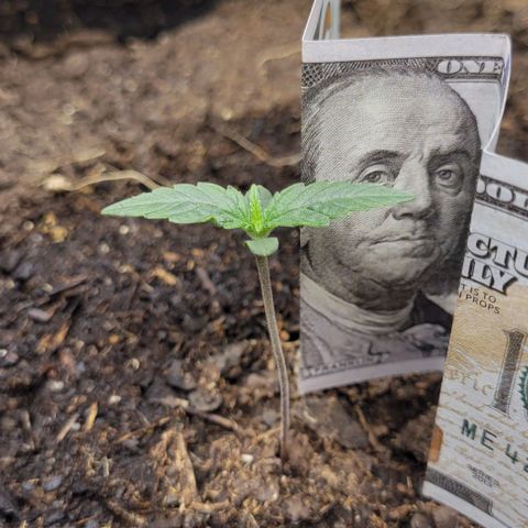 Apple Fritter Blimburn growlog timeline photo