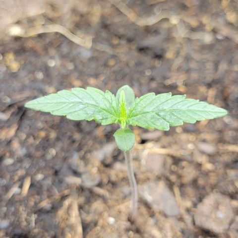 Apple Fritter Blimburn growlog timeline photo