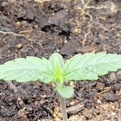 Apple Fritter Blimburn growlog timeline photo