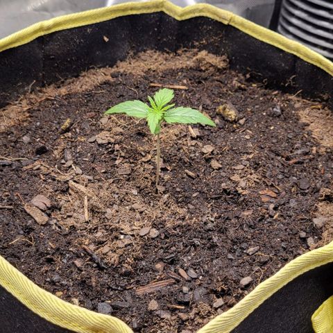 Apple Fritter Blimburn growlog timeline photo