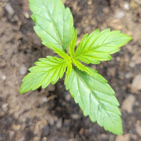 Apple Fritter Blimburn growlog timeline photo