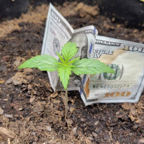 Apple Fritter Blimburn growlog timeline photo