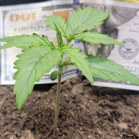 Apple Fritter Blimburn growlog timeline photo