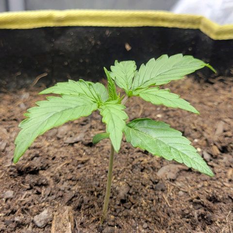 Apple Fritter Blimburn growlog timeline photo