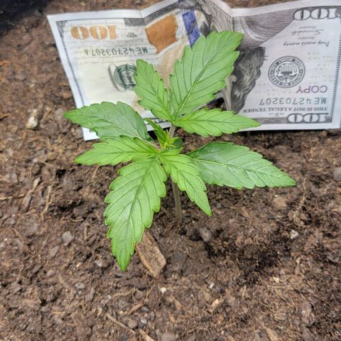 Apple Fritter Blimburn growlog timeline photo