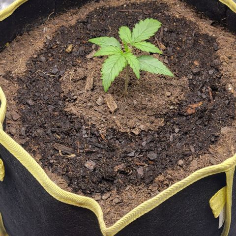 Apple Fritter Blimburn growlog timeline photo