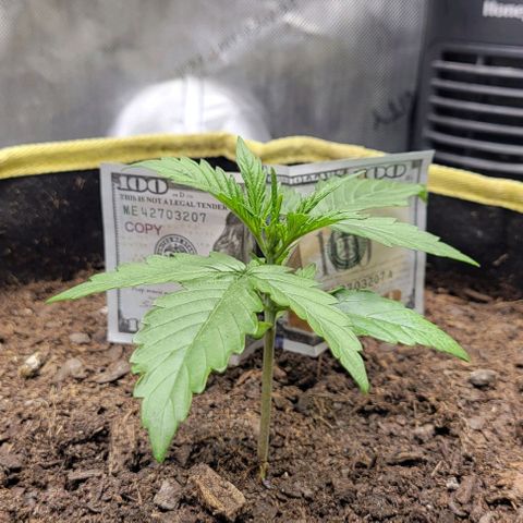 Apple Fritter Blimburn growlog timeline photo