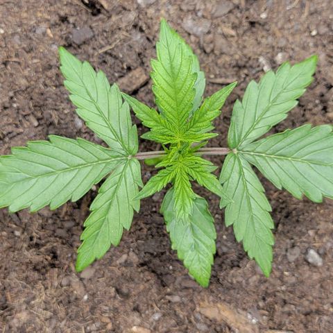 Apple Fritter Blimburn growlog timeline photo