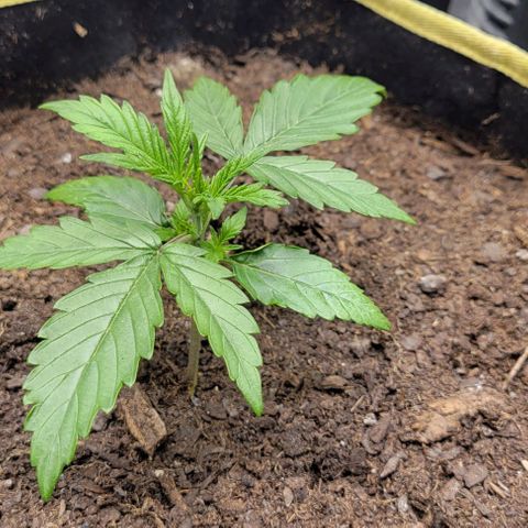 Apple Fritter Blimburn growlog timeline photo