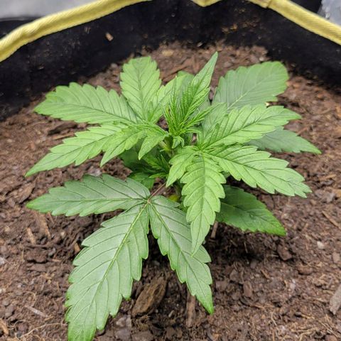 Apple Fritter Blimburn growlog timeline photo