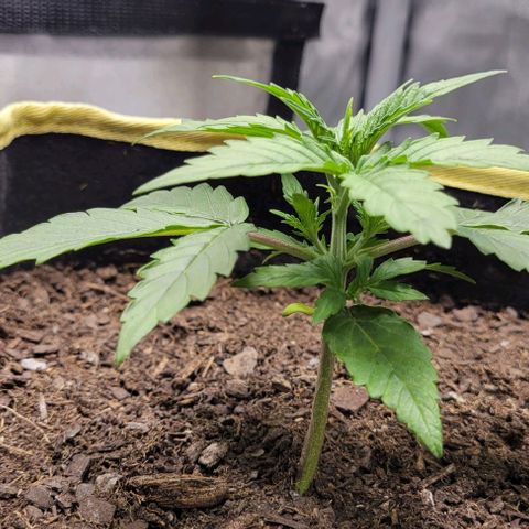 Apple Fritter Blimburn growlog timeline photo