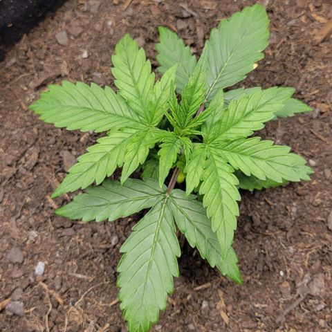 Apple Fritter Blimburn growlog timeline photo