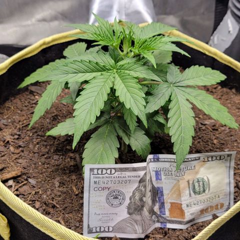 Apple Fritter Blimburn growlog timeline photo