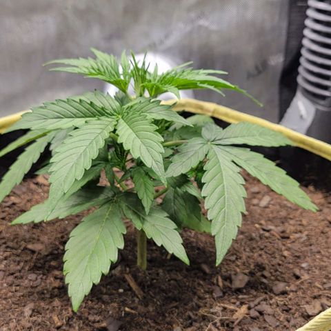 Apple Fritter Blimburn growlog timeline photo