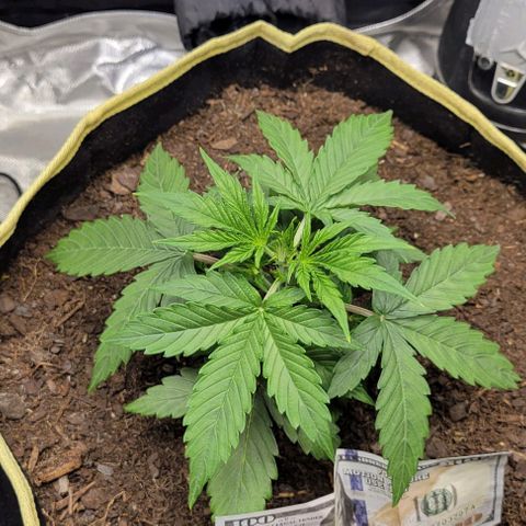 Apple Fritter Blimburn growlog timeline photo