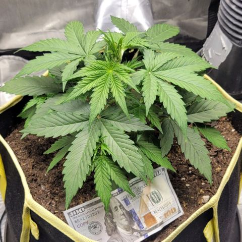 Apple Fritter Blimburn growlog timeline photo