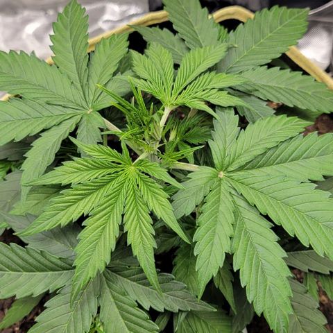 Apple Fritter Blimburn growlog timeline photo