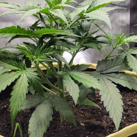 Apple Fritter Blimburn growlog timeline photo